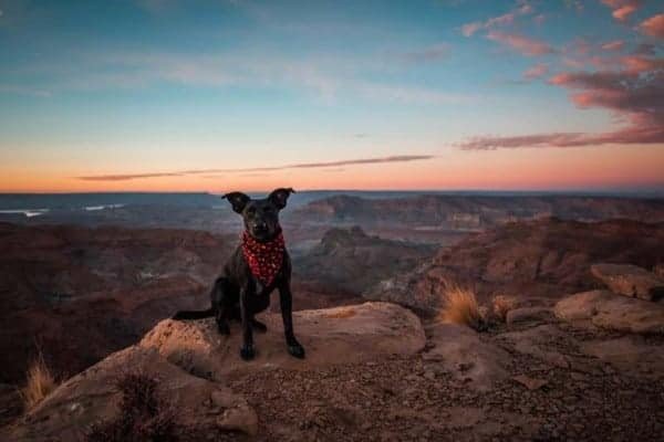 dogs-who-live-the-country-lifestyle
