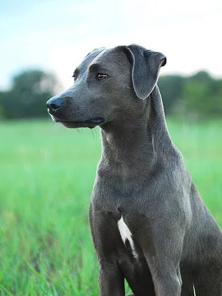 Blue Lacy