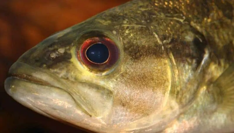 Texas-state-fish-Guadalupe-bass