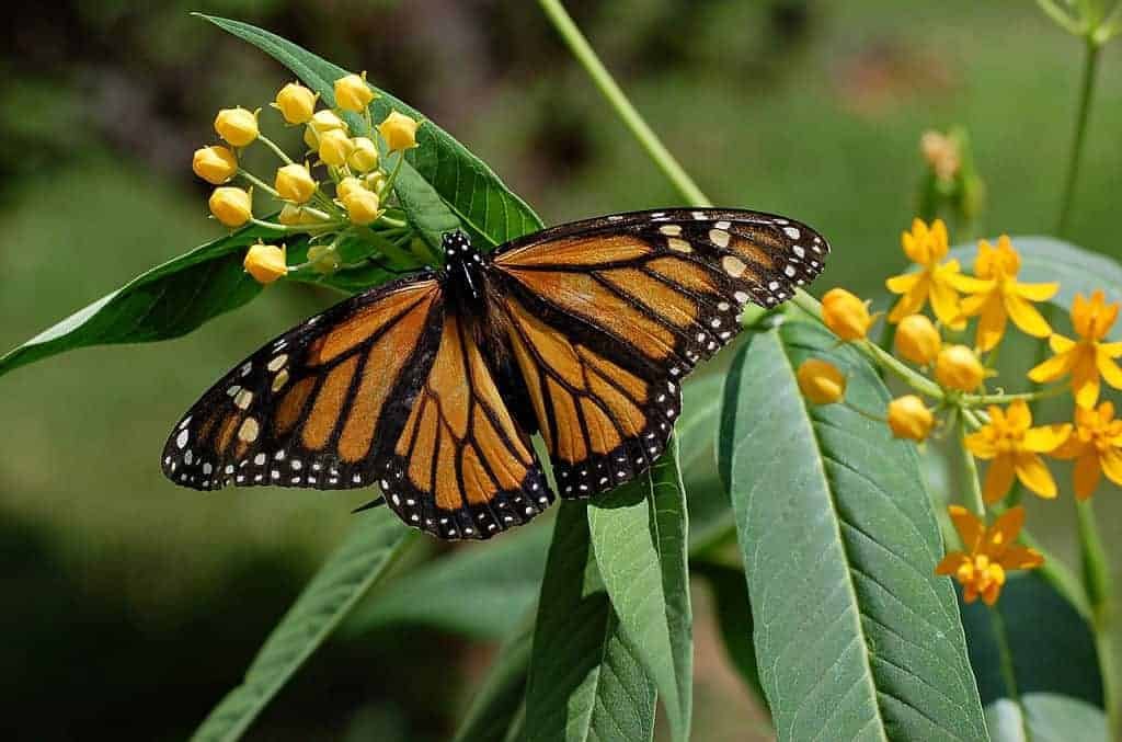 Texas-state-insect-Monarch-Butterfly