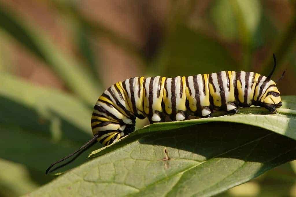 Monarch-caterpillars-need-milkweed-plants