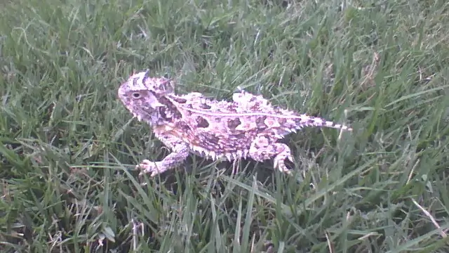 Texas Horned Lizard