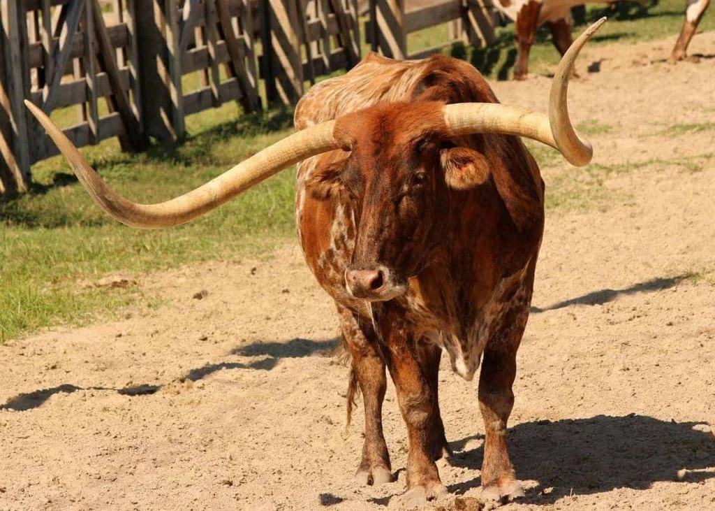 Texas Longhorn
