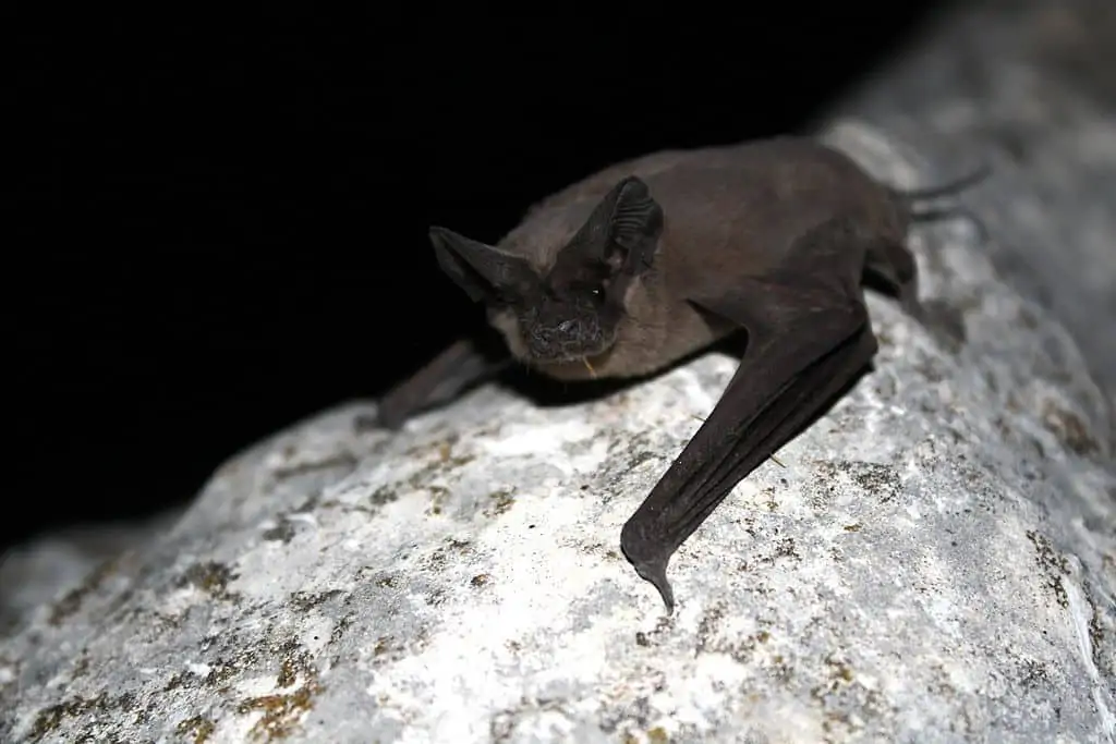  Mexican free-tailed bat
