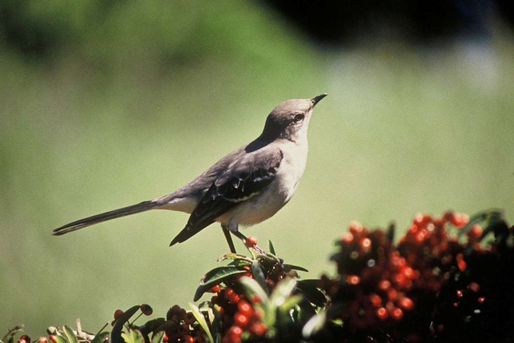 Texas-northern-mockingbird