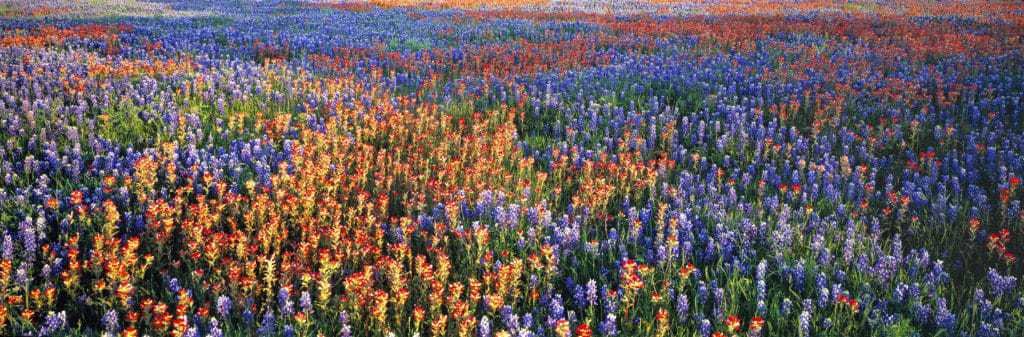 Texas Wildflowers in the Spring