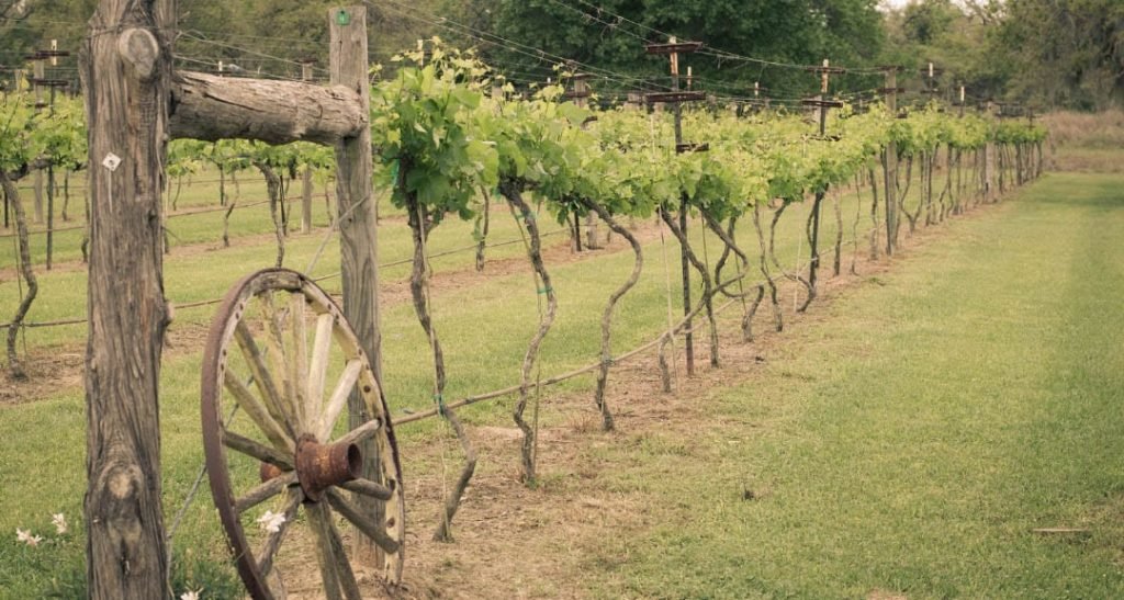 Texas Vineyards and Wineries
