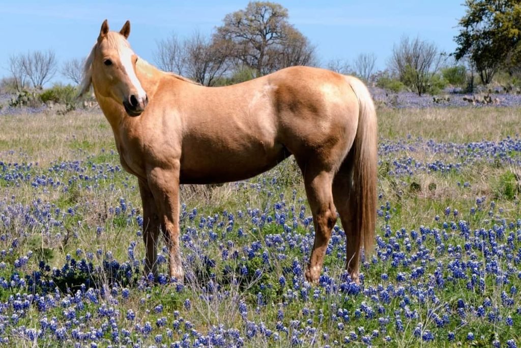 Are horses native to america