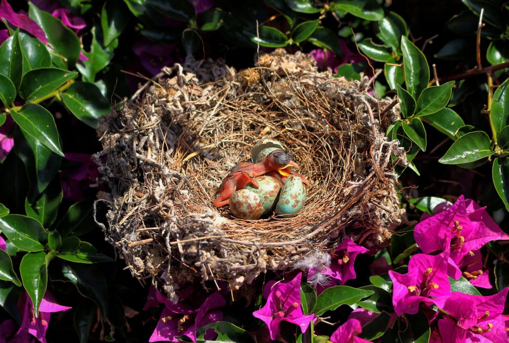Northern Mockingbird chicks in nest