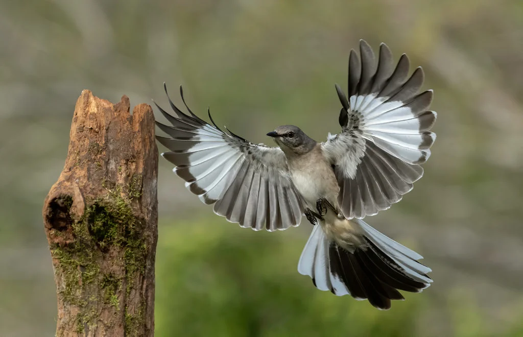 Northern Mockingbird The State of Texas Bird wings flashing
