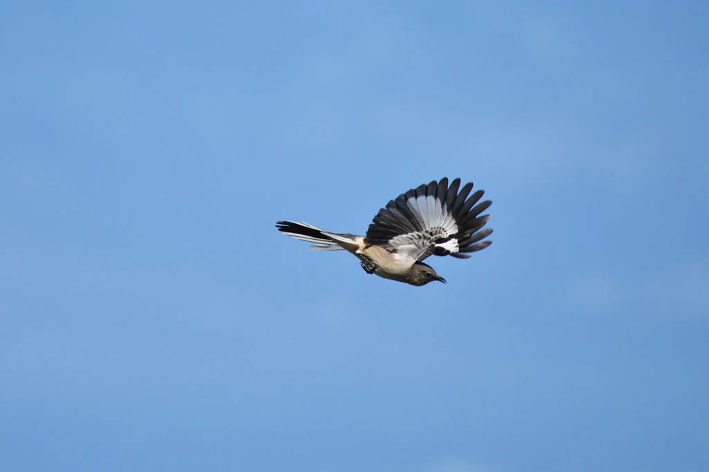 Northern Mockingbirds are fierce protectors
The State of Texas Bird
