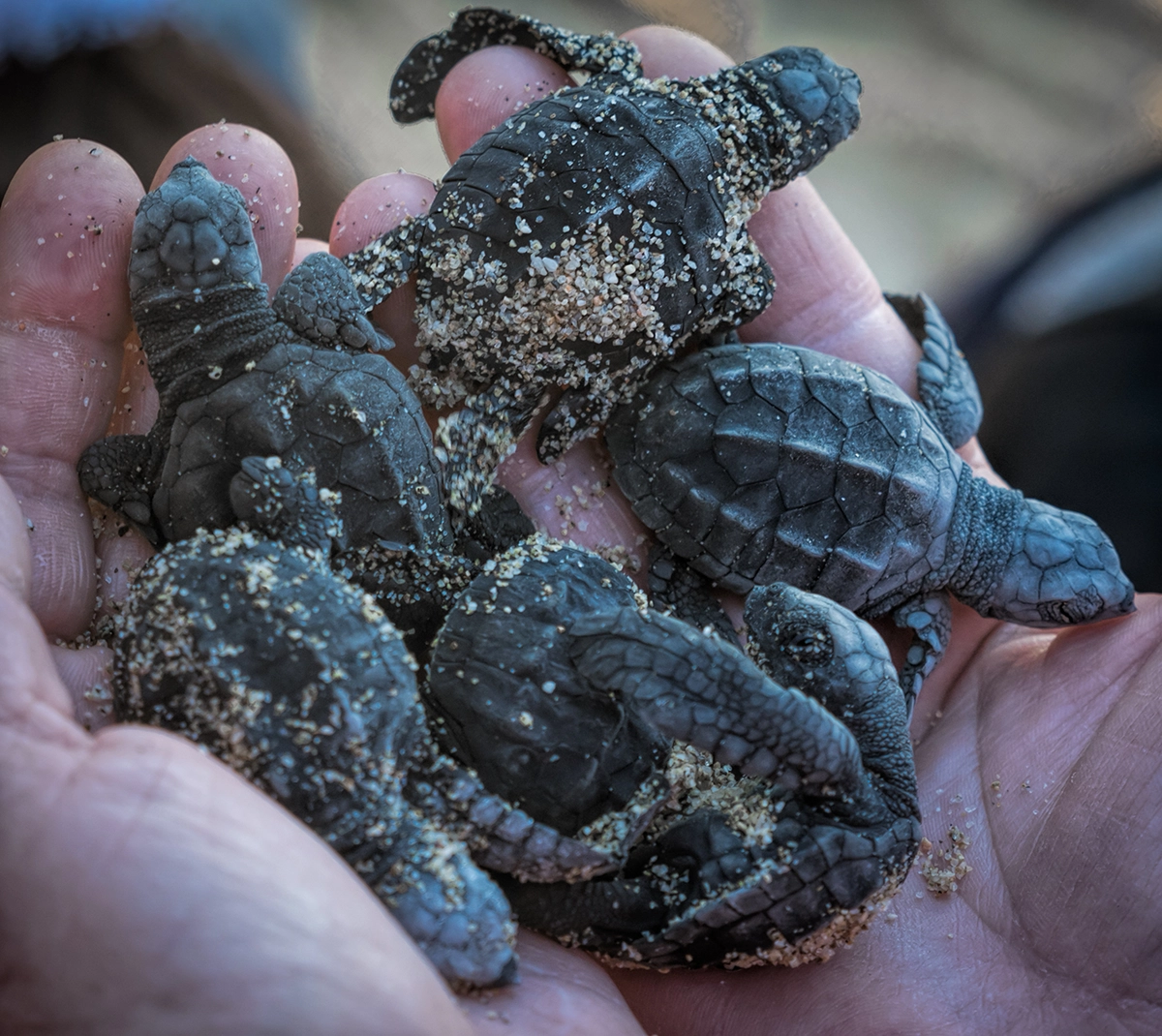 Kemp's Ridley Sea Turtle Hatchlings 
