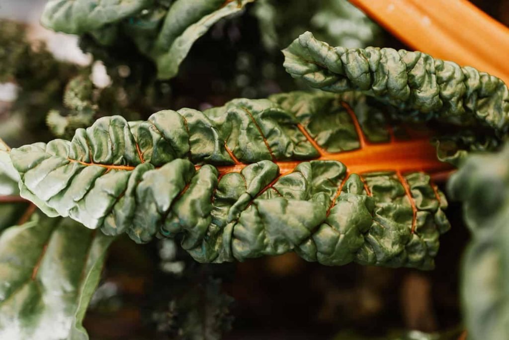 Quick Easy Swiss Chard Texini Texas Lifestyle Foods Recipe Quick Easy Swiss Chard Texini Texas Lifestyle Foods Recipe
