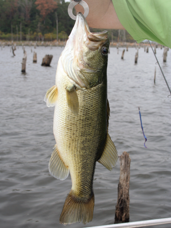 wide mouth bass